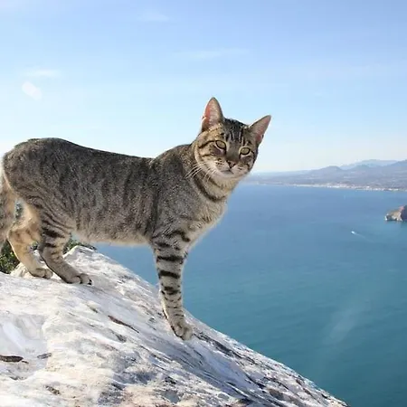 Charly - Plusholidays * Calpe